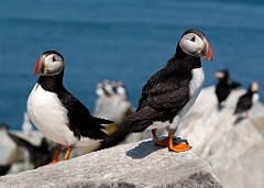 Two Puffins Guarding Nest on Machias Island in Northern Maine